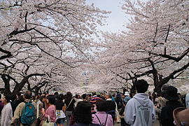 桜のトンネル